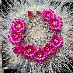Mammillaria hahniana