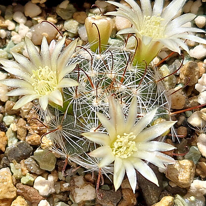 Mammillaria nana