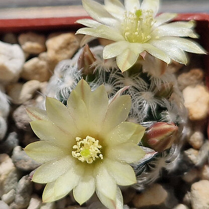 Mammillaria duwei