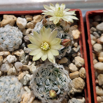 Mammillaria duwei