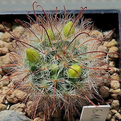 Mammillaria kunzeana
