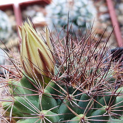 Mammillaria brandegeei