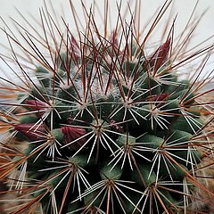 Mammillaria hamata