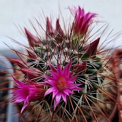 Mammillaria hamata