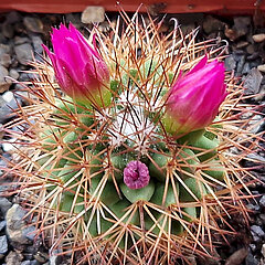 Mammillaria ernestii