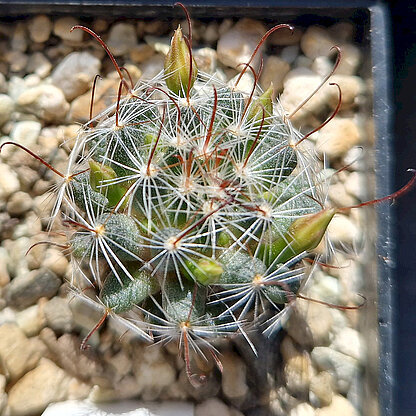 Mammillaria nana