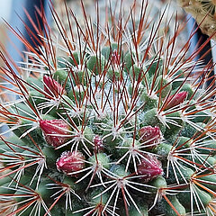 Mammillaria hamata