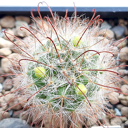 Mammillaria kunzeana