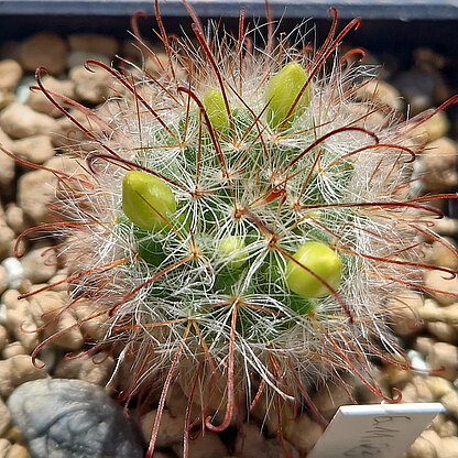 Mammillaria kunzeana