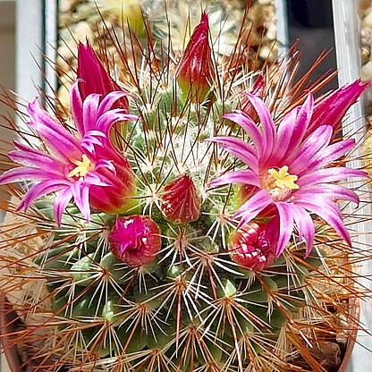 Mammillaria hamata
