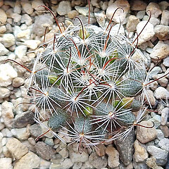 Mammillaria nana