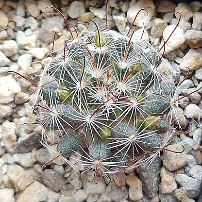 Mammillaria nana