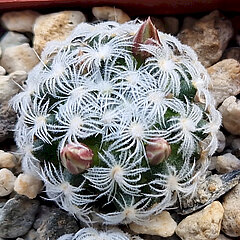 Mammillaria duwei