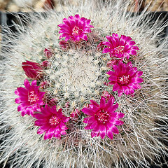 Mammillaria hahniana