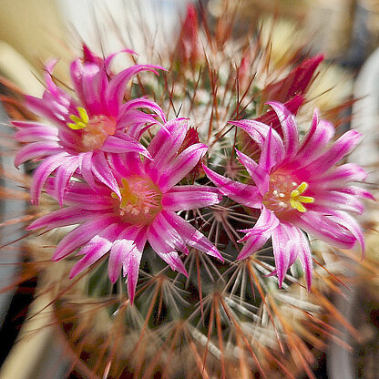 Mammillaria hamata