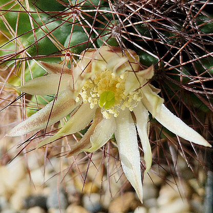 Mammillaria brandegeei