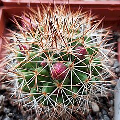 Mammillaria ernestii