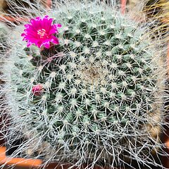 Mammillaria hahniana