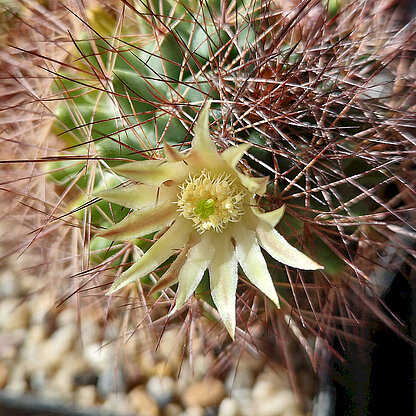 Mammillaria brandegeei
