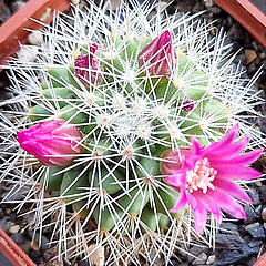 Mammillaria bella