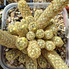Mammillaria elongata