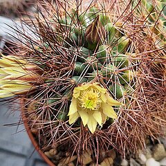 Mammillaria brandegeei