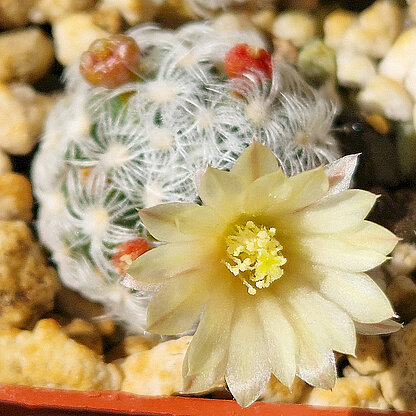 Mammillaria duwei