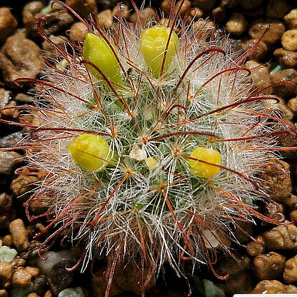 Mammillaria kunzeana