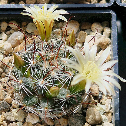 Mammillaria nana