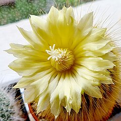 Notocactus lenninghausii