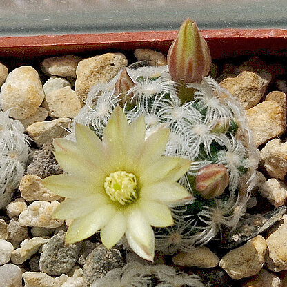Mammillaria duwei