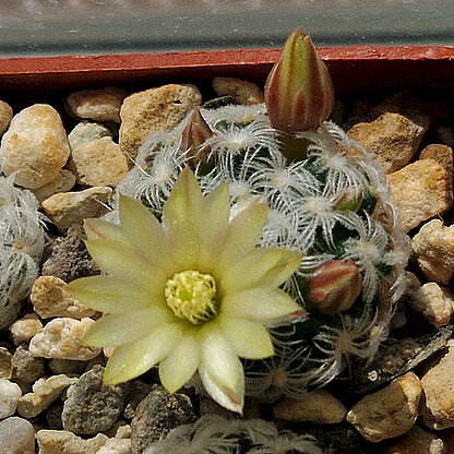 Mammillaria duwei