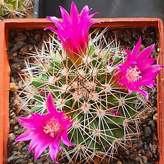 Mammillaria ernestii