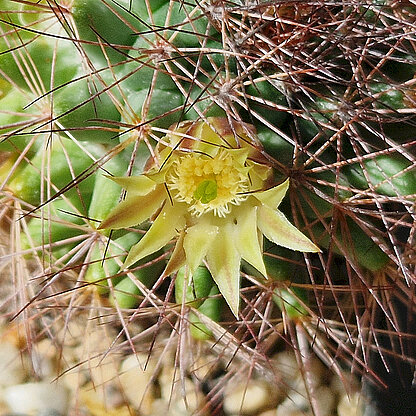 Mammillaria brandegeei