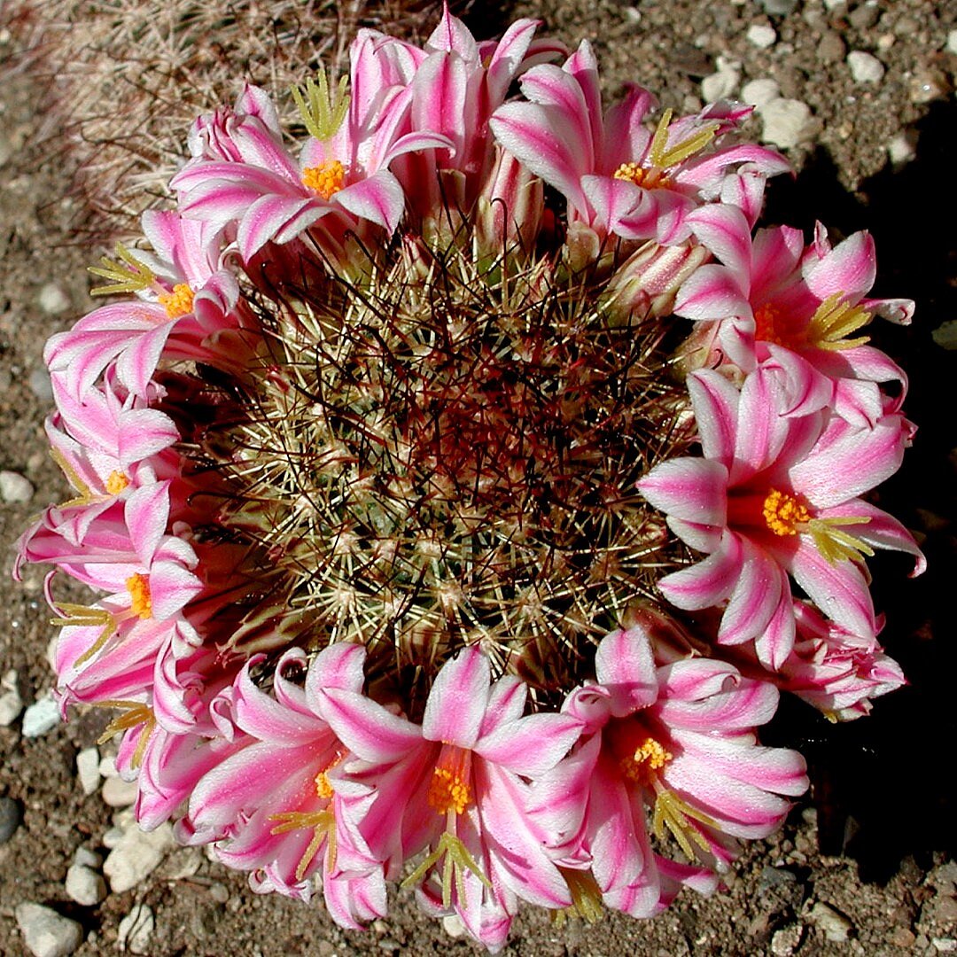 Mammillaria blossfeldiana