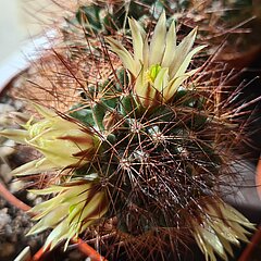 Mammillaria brandegeei