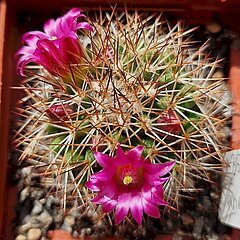 Mammillaria ernestii