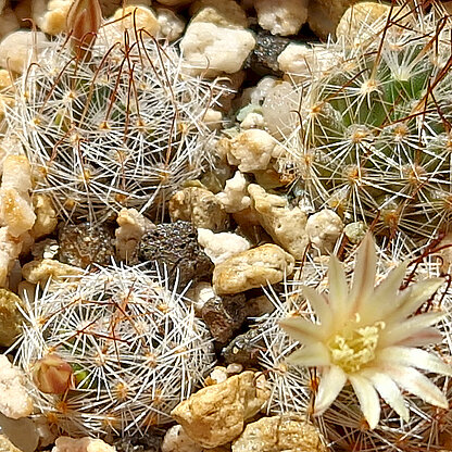 Mammillaria nana