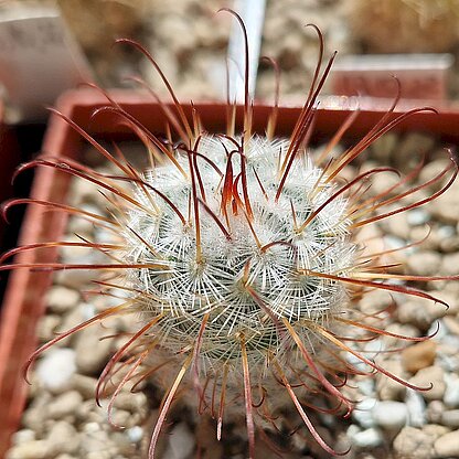 Mammillaria bombycina