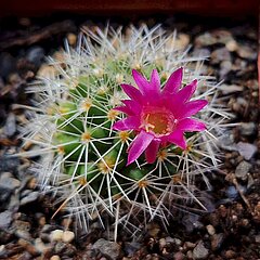 Mammillaria bella