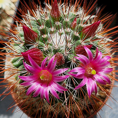Mammillaria hamata