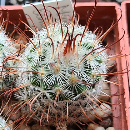 Mammillaria bombycina