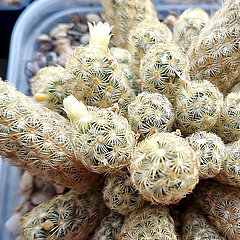 Mammillaria elongata