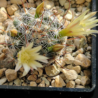 Mammillaria nana