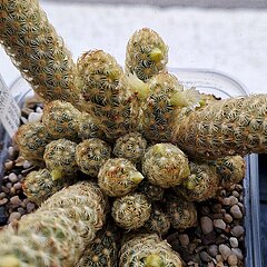 Mammillaria elongata