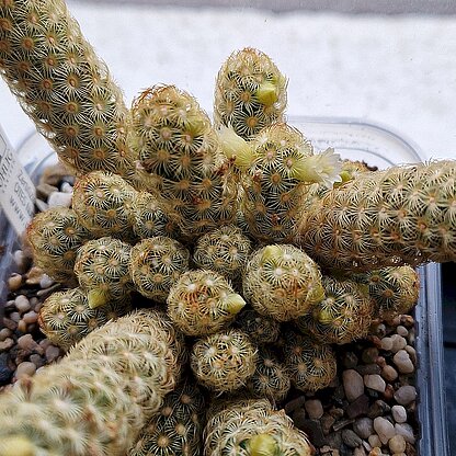 Mammillaria elongata