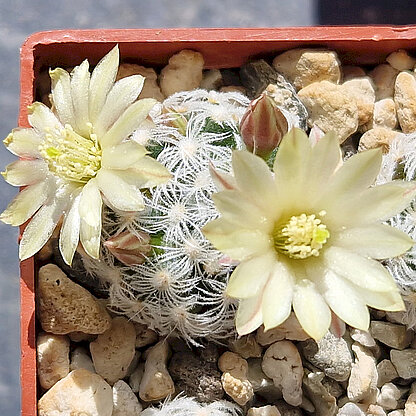 Mammillaria duwei