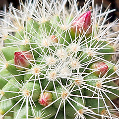 Mammillaria bella