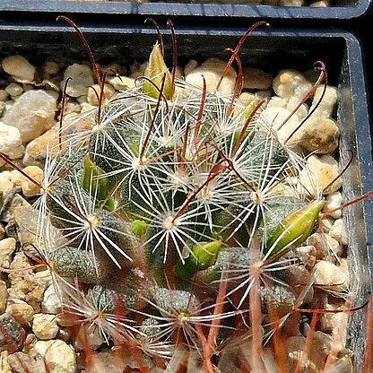 Mammillaria nana