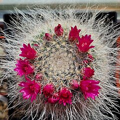 Mammillaria hahniana
